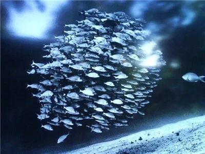 Пример самоорганизации: косяки рыб