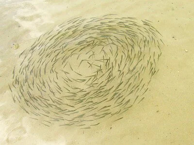 Пример самоорганизации: косяки рыб