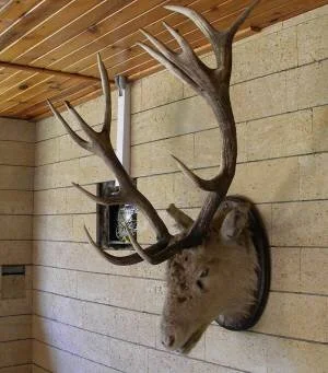 Голова оленя с рогами (добыт на Белореченском охотучастке в начале 2000-х годов)