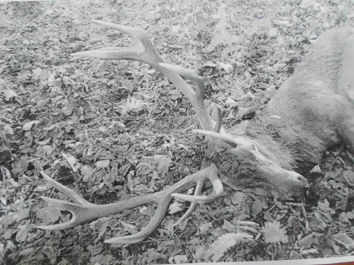 Голова оленя, добытого в конце 90-х годов ХХ века на Белореченском охотучастке