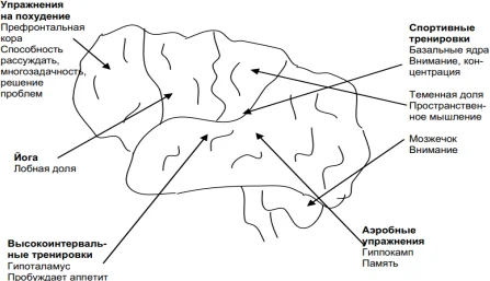 Влияние определенных видов физических упражнений на мозговую деятельность.