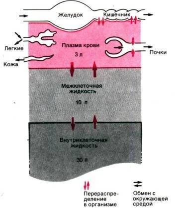 Схема жидкостных пространств организма. Представлены округленные значения для человека массой 70 кг (J.L. Gamble, 1954)